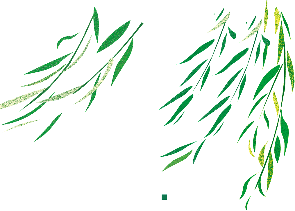 Flying Willow Transparent - 柳 枝 (1024x745), Png Download