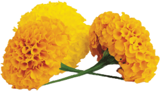 Marigold Transparent Png - Marigold Png (600x338), Png Download