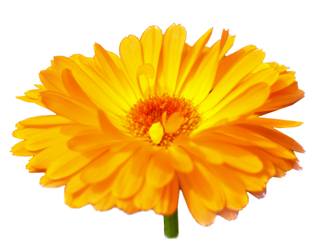 Calendula - English Marigold (476x476), Png Download