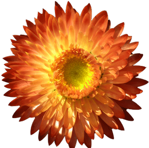 Flower Italicum - Door Prize Png (400x400), Png Download