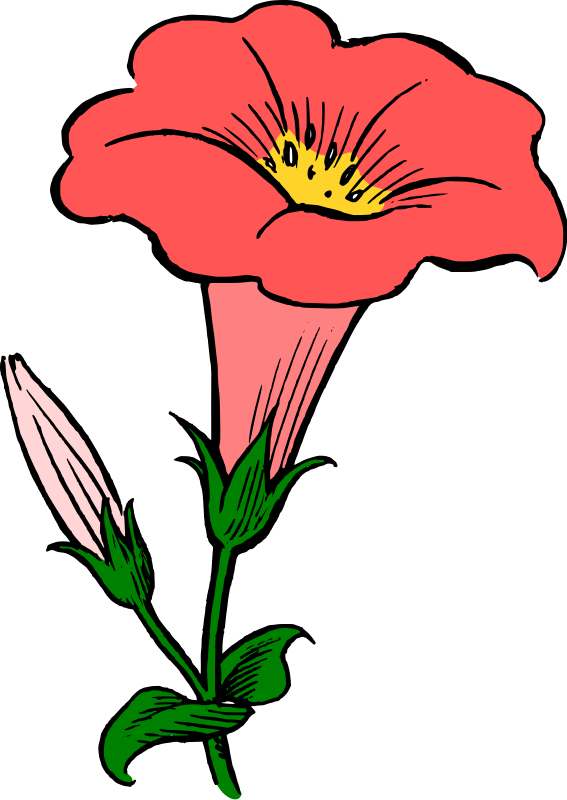 Morning Glory Clipart - Morning Glory Flower Clip Art (567x800), Png Download