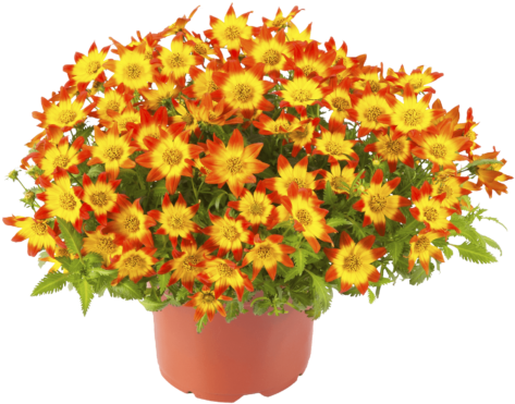 Beedance Painted Red - Polyresin (500x424), Png Download