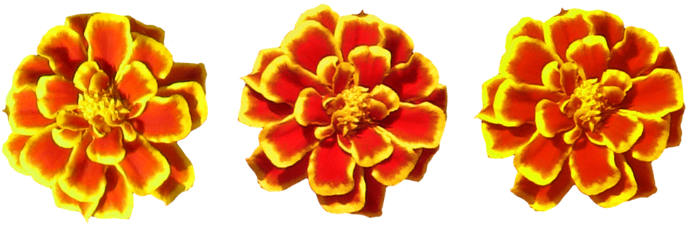 Marigold Flower Tube By Wdwparksgal - Portable Network Graphics (1023x413), Png Download