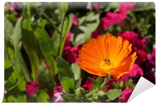Orange Marigold Flower Calendula Fiesta Gitana Wall - English Marigold (400x400), Png Download