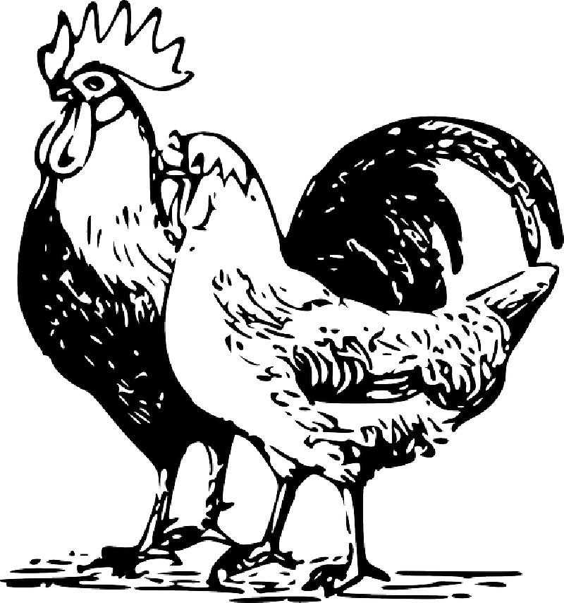 Mb Image/png - Best Gift - Plucked Bird Hoodie/t-shirt/mug Black/navy/pink/white (800x854), Png Download