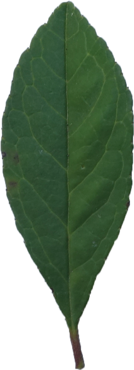 Simple - Plant Pathology (525x1236), Png Download