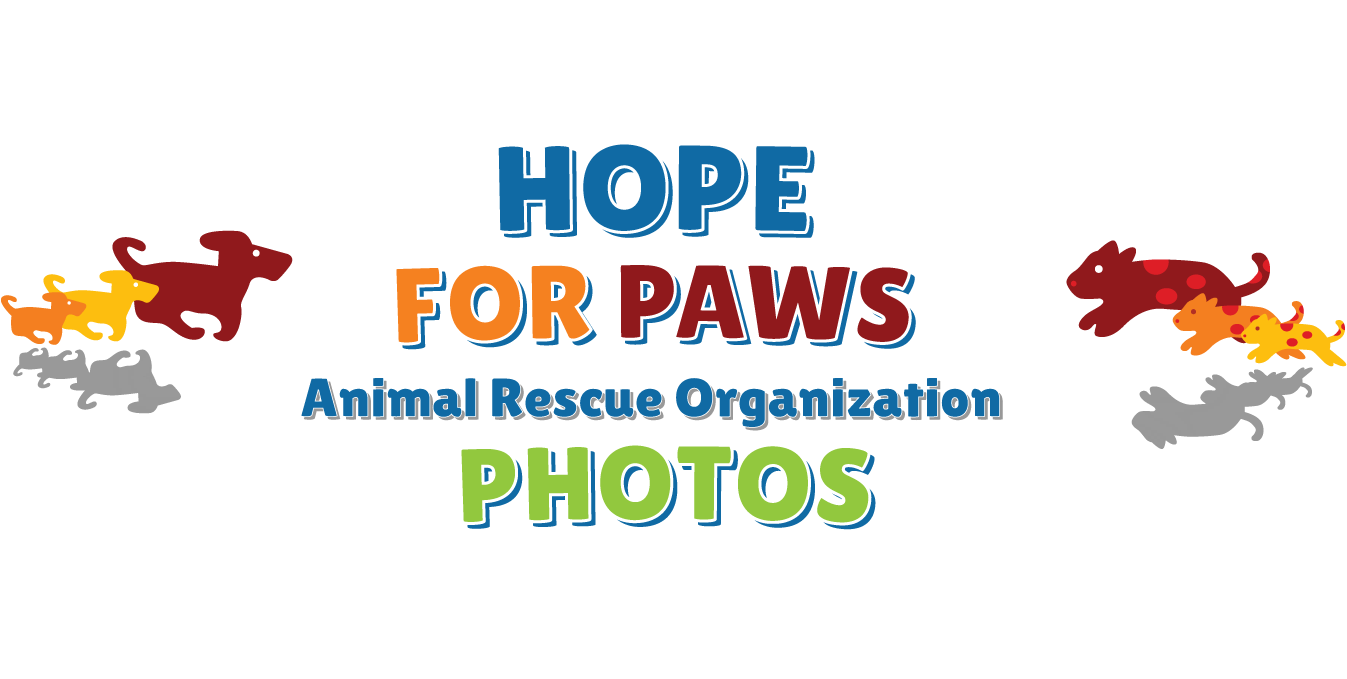 Photos From Hope For Paws And Eldad Hager - Graphic Design (1350x714), Png Download