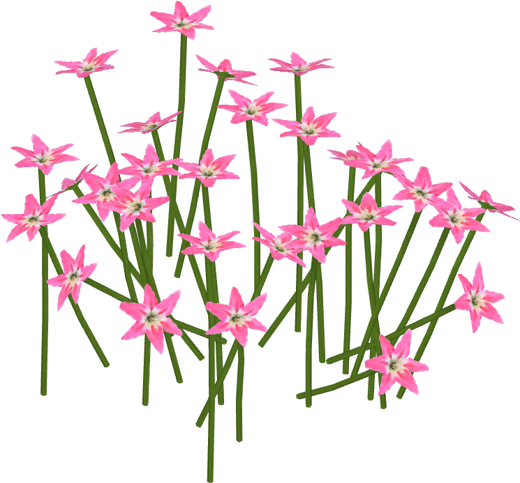 Pink Lily (744x744), Png Download