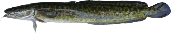Burbot - Maria Fish Lake Winnipeg (600x281), Png Download