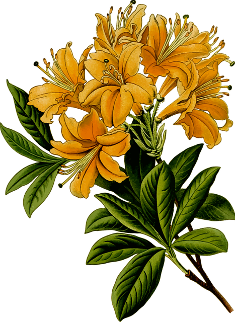 Basant-2028620 640 - St. John's Wort - Herbal Flower Mugs (467x640), Png Download