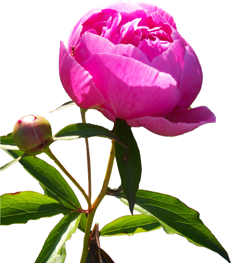 Peonies Png Hd - Peony Png (900x1018), Png Download