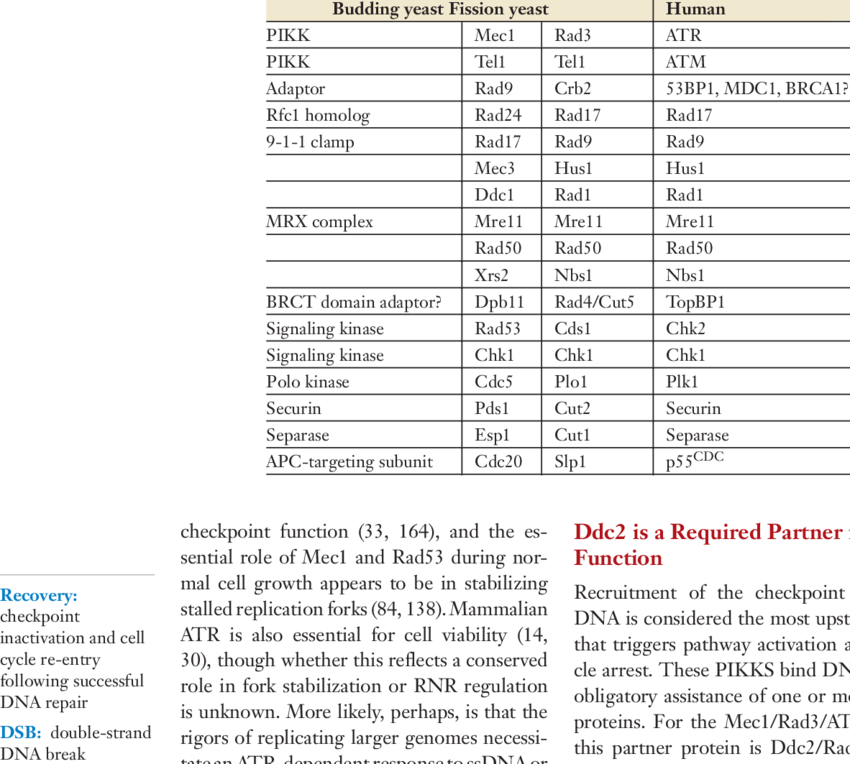 Dna Damage Checkpoint Proteins - Calendario Pis Pasep 2018 (850x764), Png Download