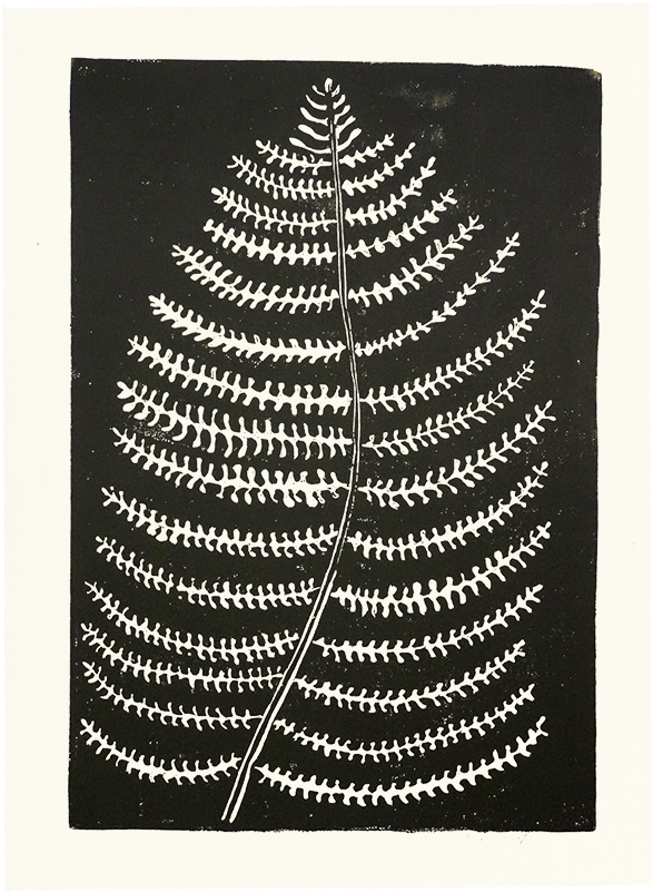 Fern 500x@2x 800×800 Pixels - Guinness (800x800), Png Download