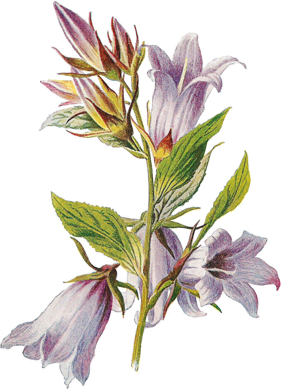 Bellflower Png Transparent Images - Bell Flower Antiques (1197x1600), Png Download