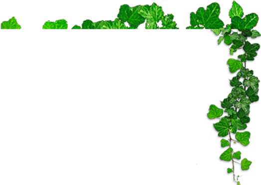 Herba Png - Dasra Png (550x380), Png Download