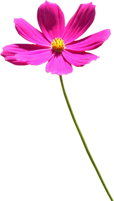 Photoshop Frames Wallpapers Designs - Spring Flowers Png (1600x900), Png Download