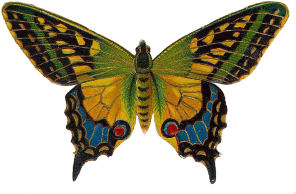 Vintage Butterfly Moth Bugs Butterflies Victorian Cameo (600x403), Png Download