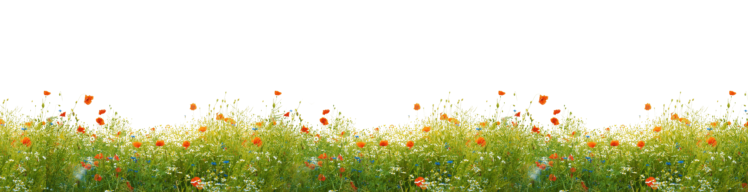 Watch Our Dream - Jardim Com Borboletas E Flores (2560x657), Png Download