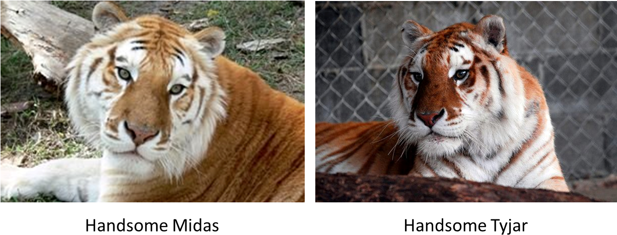 Rare Colored Tigers - Marcan Tiger Preserve Tigers Of India (1224x493), Png Download