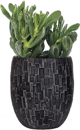 Capi Nature Stone - Planten Crassula (crassula) D 8,5 Cm (310x470), Png Download