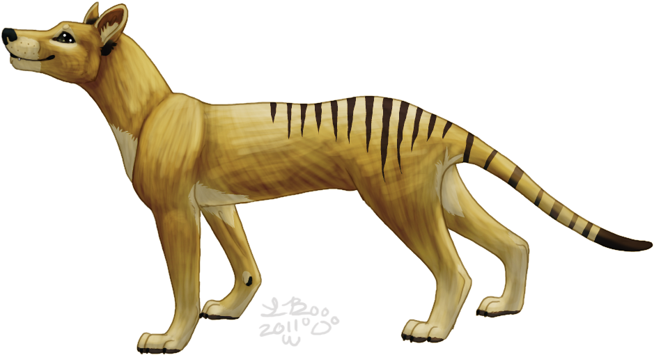 Tasmanian Tiger Pictures - Tasmanıan Tiger (954x524), Png Download