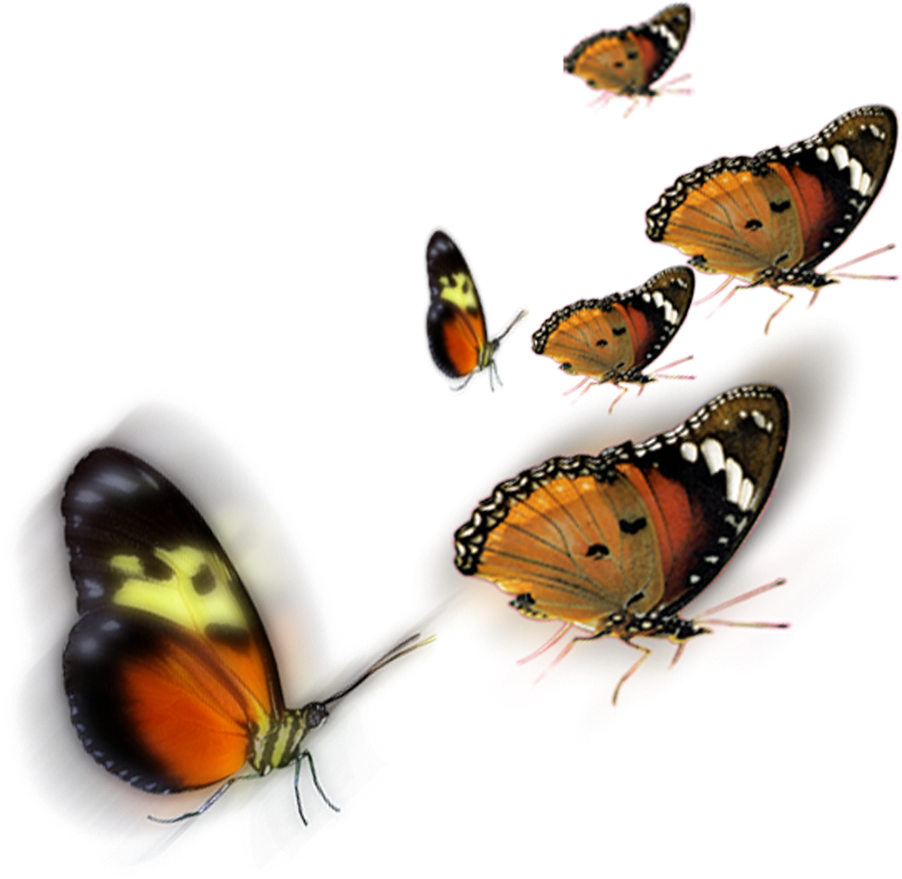 Butterfly - Png Krishna For Photoshop (1600x1067), Png Download