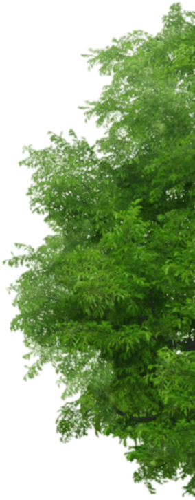 Arbre1 - Arboles Png Para Photoshop (284x727), Png Download