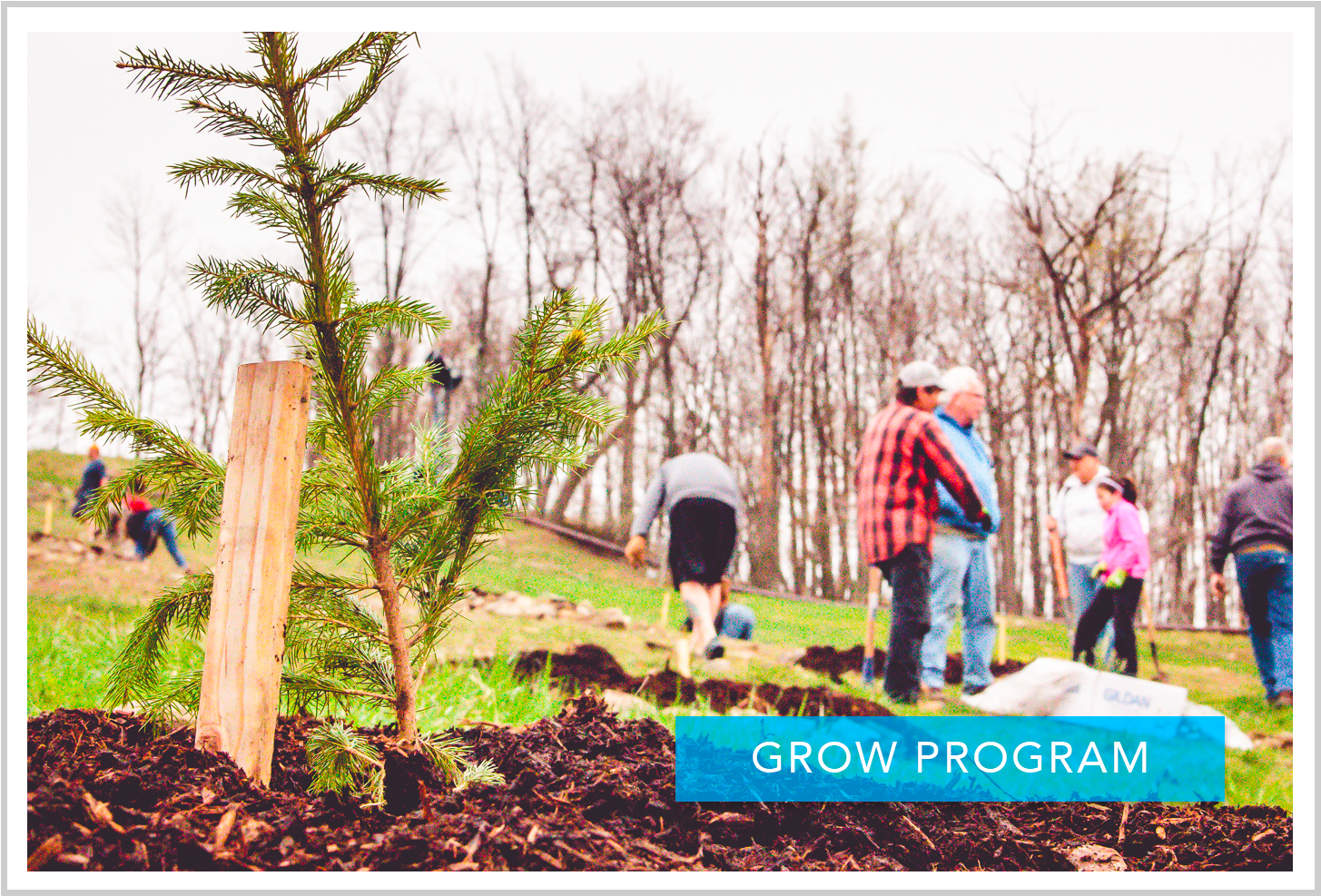 Volunteers Celebrate Earth Day By Planting Trees - Lodgepole Pine (1500x1026), Png Download