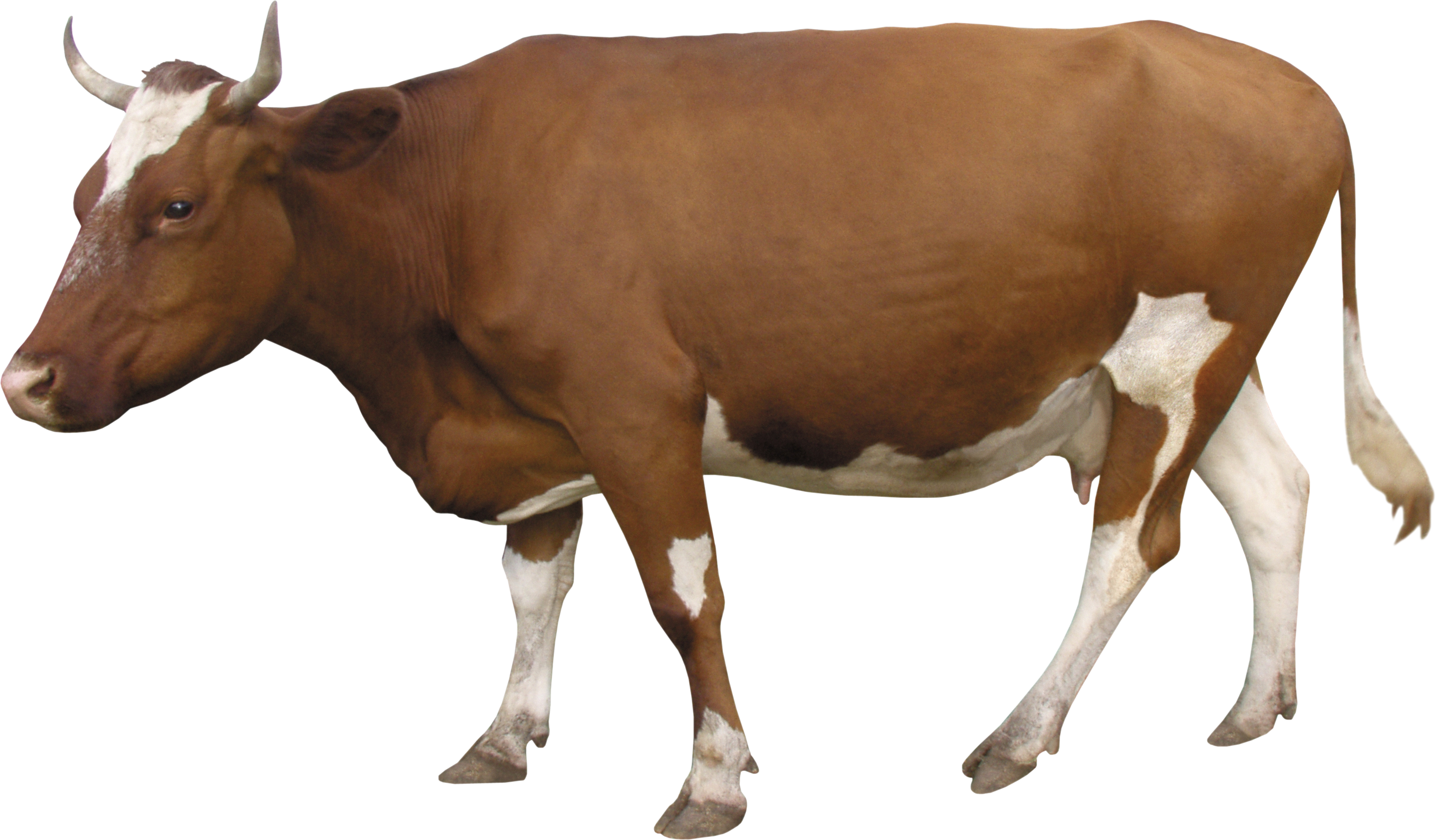 Cow Png - Ce,cms600b-3-vet Digital Portable Ultrasound Scanner (2906x1701), Png Download