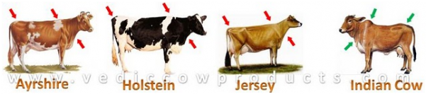 Why Indian Cows Are Better - Ideal Jersey Ornament (round) (600x400), Png Download