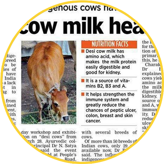 Desi Cow Milk Vs Jersey Milk A2 Vs A1 - Gir Cow Milk Capacity (794x531), Png Download