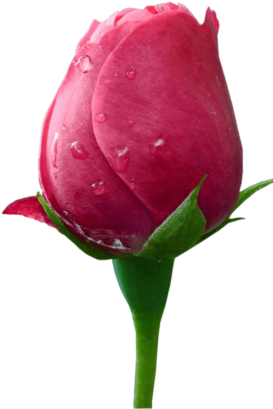 Png Flowers Borders - Png Format Love Png Hd (1368x855), Png Download