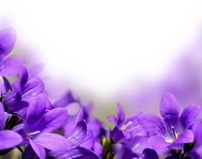Purple Flowers Background (400x316), Png Download