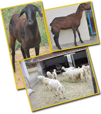 Feeding Lactating Does - Lactation (340x403), Png Download