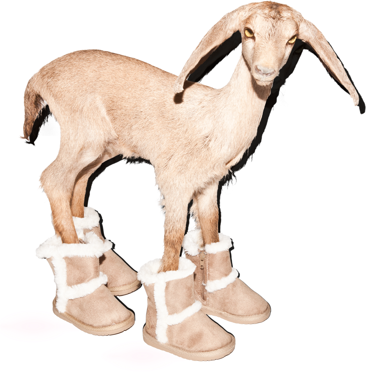 Goat (1291x1346), Png Download