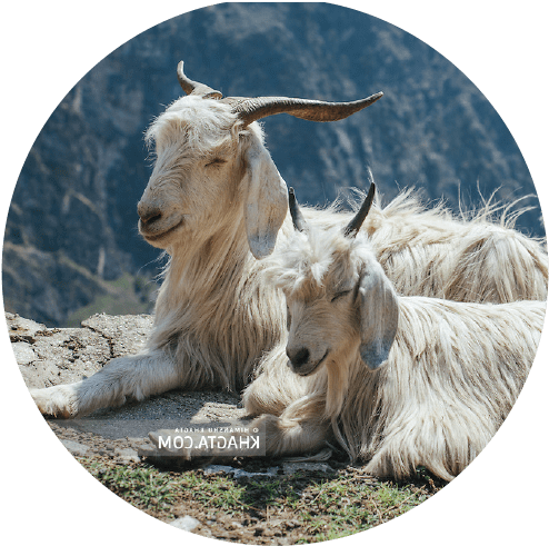The Cashmere Goat - Natura & Co (517x515), Png Download