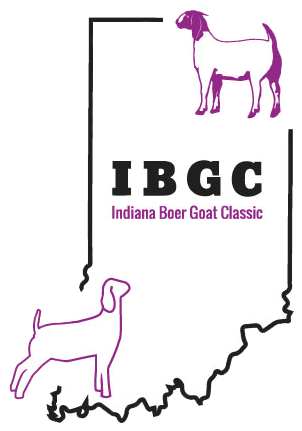 Indiana Boer Goat Classic - Goat (301x438), Png Download