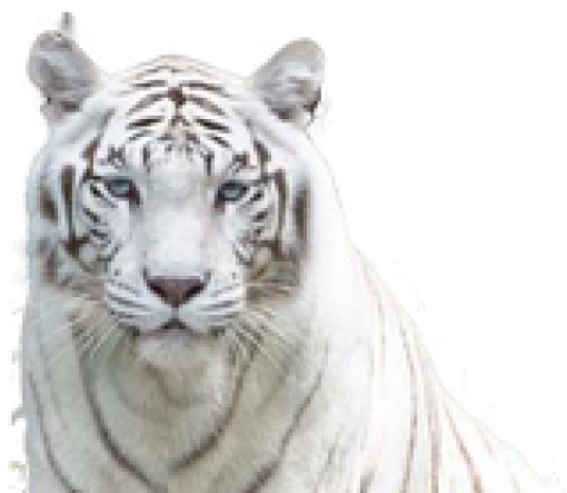 Singapore Zoo (640x480), Png Download