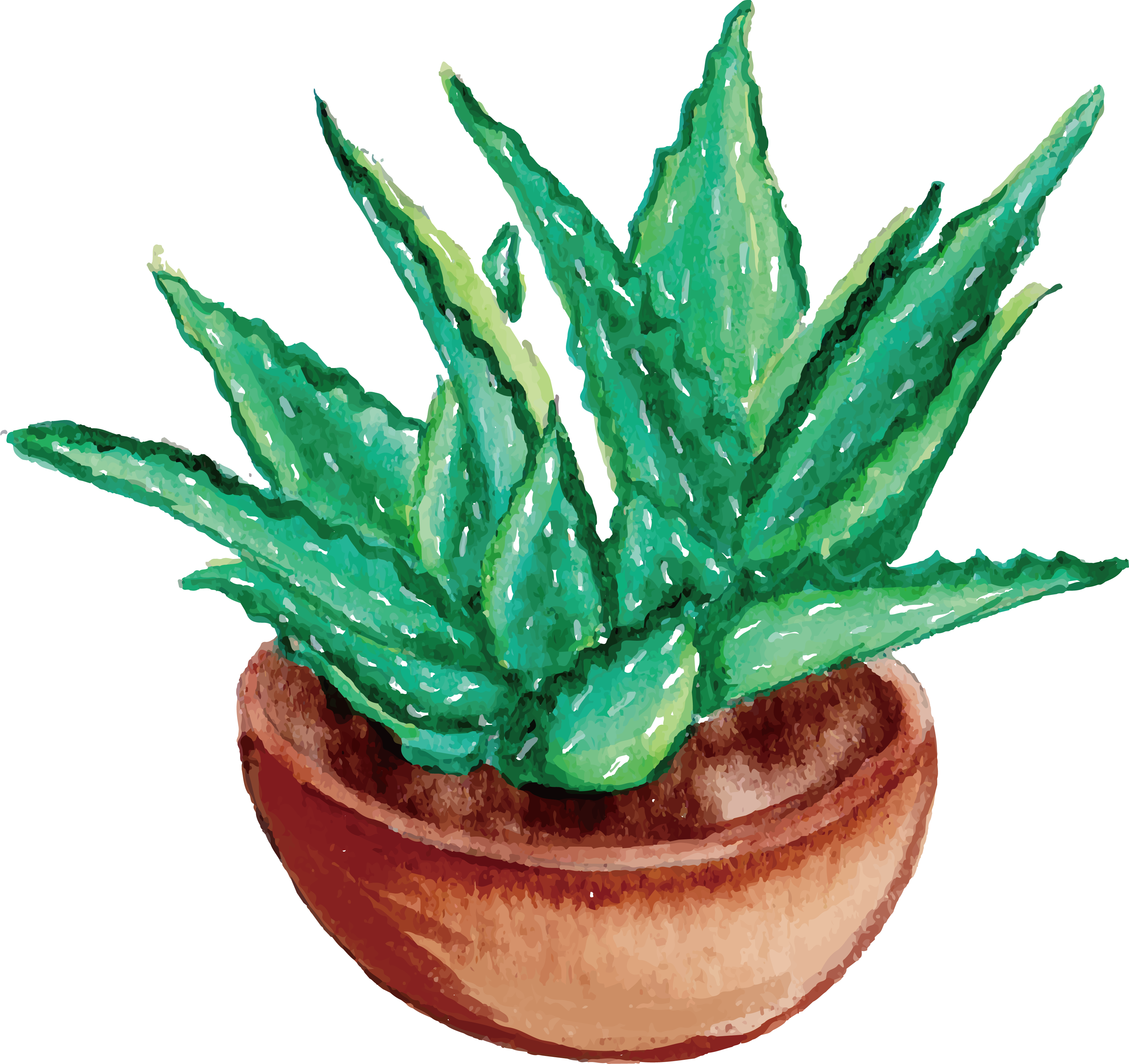 Aloe Vera Watercolor Painting Drawing - Aloe Vera Plant Drawing (3525x3321), Png Download