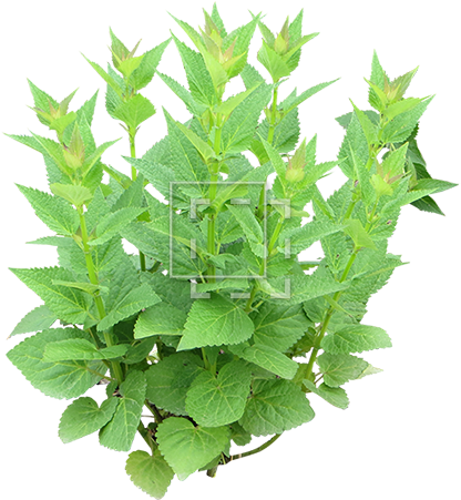 Parent Category - Herb (450x450), Png Download