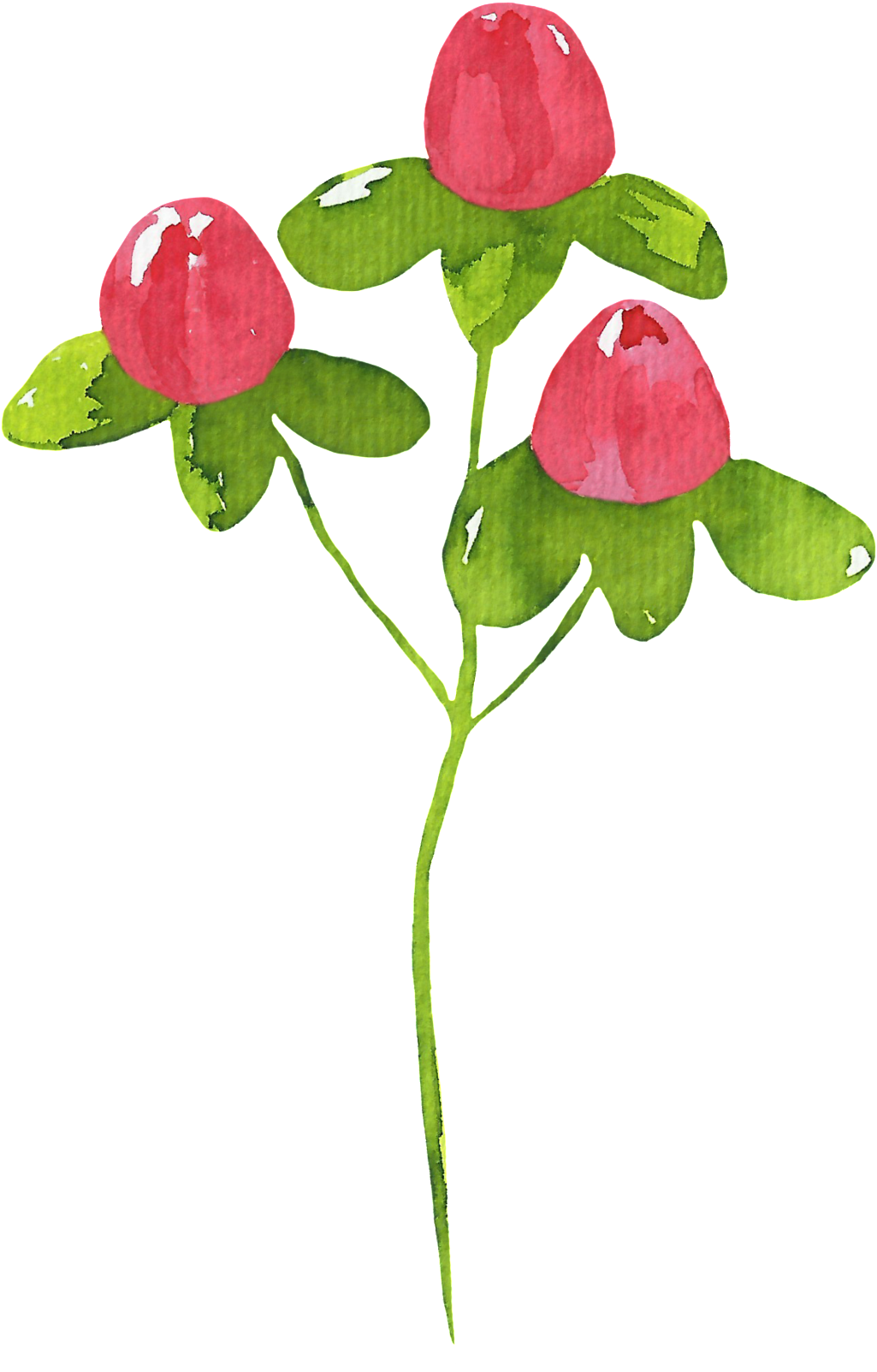 Creative Watercolor Plant Cartoon Transparent - Dibujo Planta Png (1024x1629), Png Download