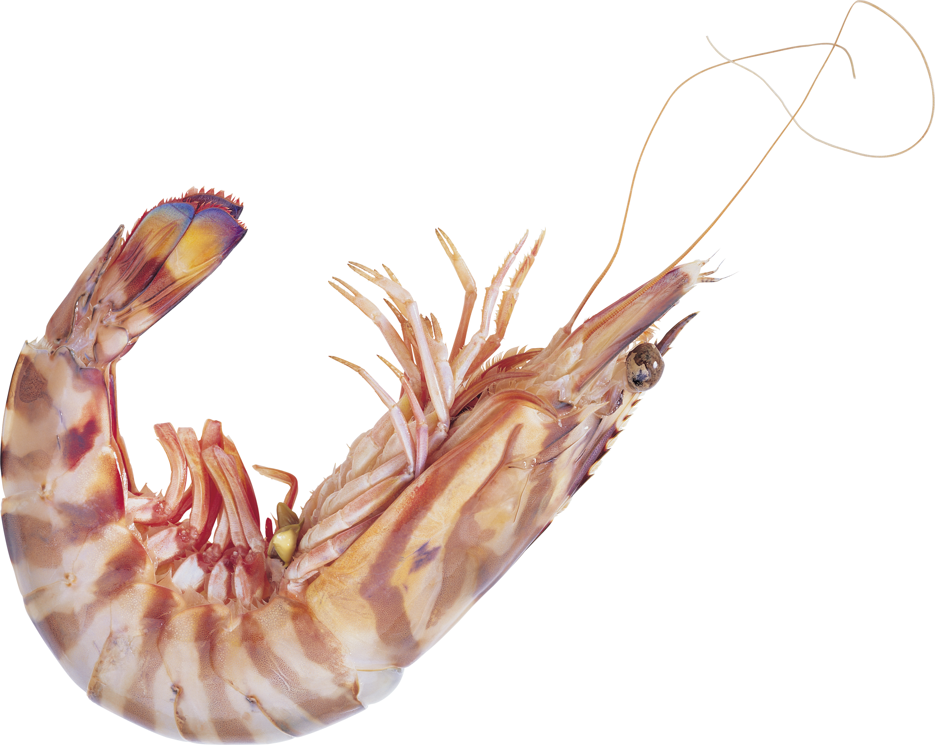 Shrimp Png - 虾 (3200x2552), Png Download