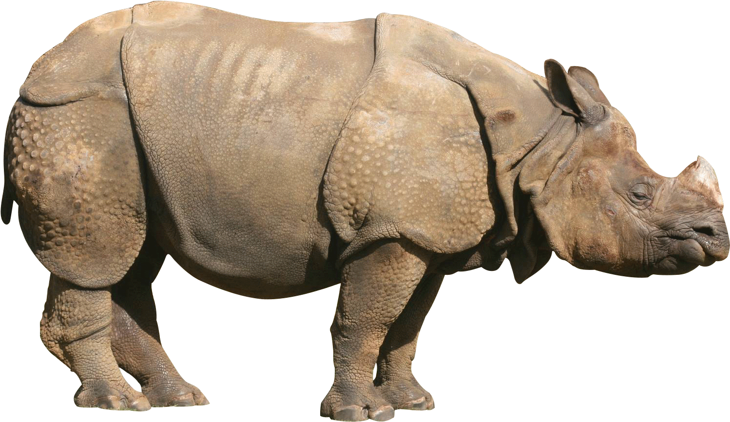 Graphic Black And White Download Image Indian Rhinoceros - One Horned Rhinoceros Png (1600x964), Png Download