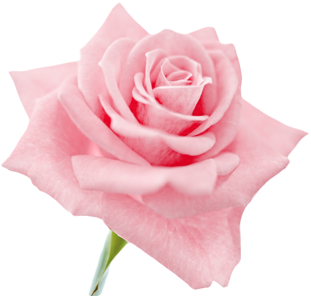 Transparent Flowers, Clip Art, Roses, Illustrations - Light Pink Roses (640x606), Png Download