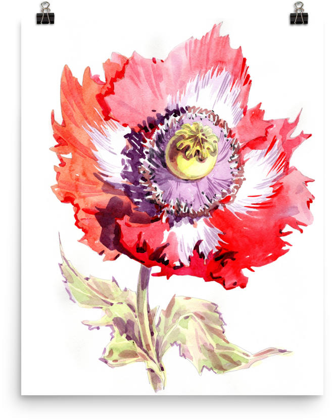 Bright And Floral Poppy Watercolour Matte Poster - Watercolor Painting (1000x1000), Png Download