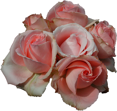 Pink Roses Copyright, Justourpictures - Transparent Pink Rose (700x525), Png Download