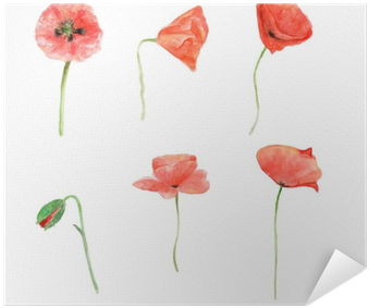 Red Poppy, Watercolor Flower Collection, Floral Hand - Papavero Acquerello (400x400), Png Download