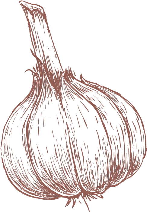 Bellillo - Garlic Drawing (541x732), Png Download