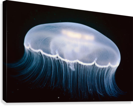 Underwater View Of A Moon Jellyfish, British Columbia, - Moon Jellyfish Canada (428x343), Png Download