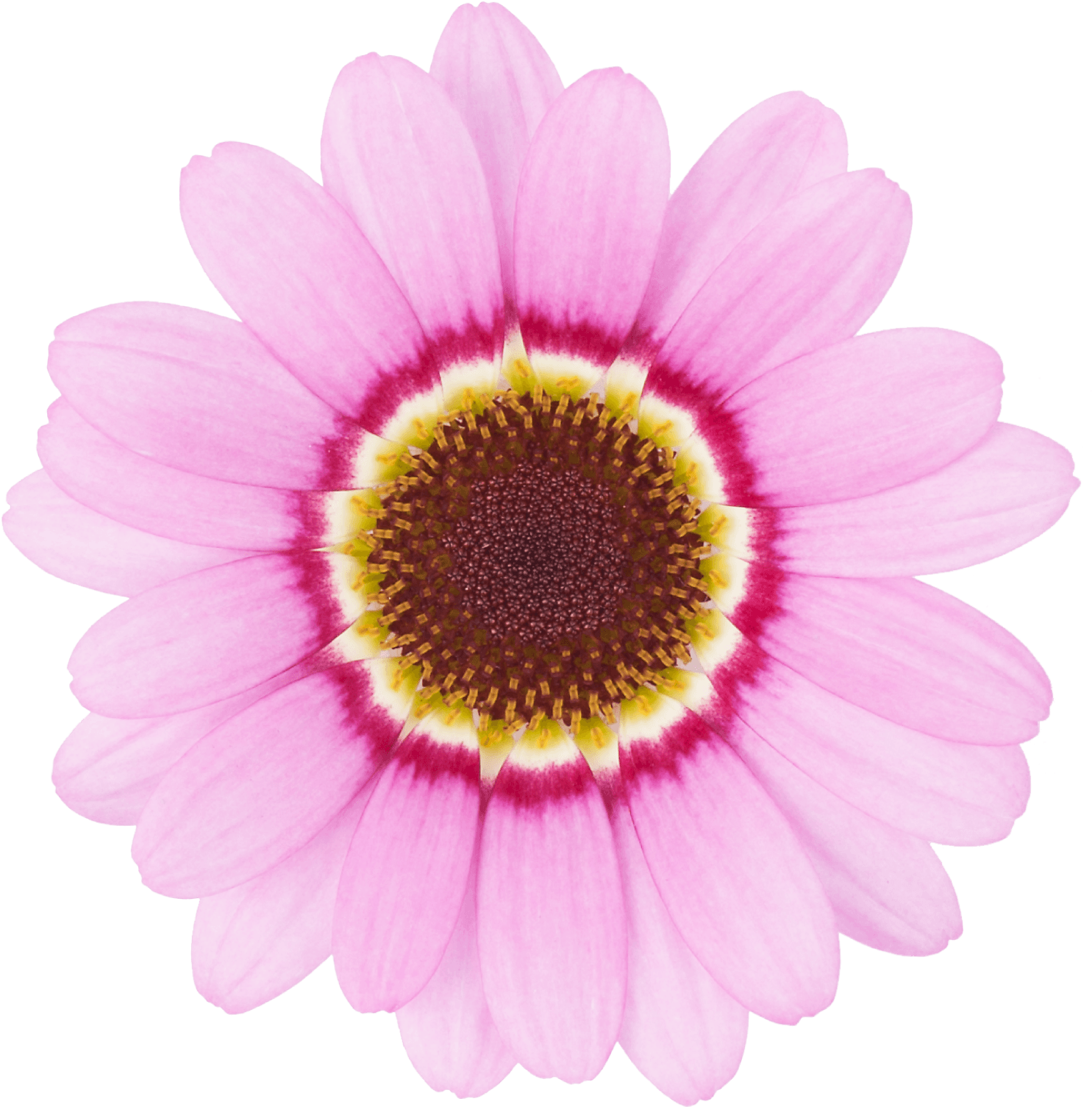 Click - Grandaisy Bakery (1840x2316), Png Download